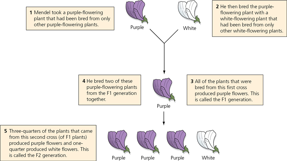 Figure 16.12 Inheritance in pea plants | Boost